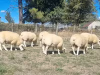 Carnero, Texel sheep — foto 2