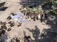 Ducks — foto 2