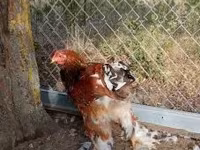 Brahma — Foto 2