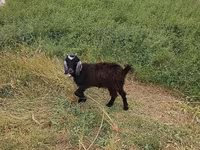 Cabra, Cabras — foto 2