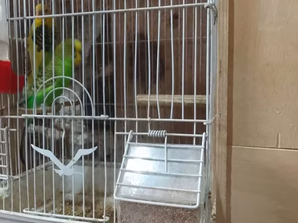 Qəfəs su qabı yem qabı hamsı birgə satılır hazır cüt