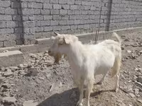 Bode, Saanen goat — foto 1