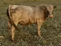 公牛, Auliekol breed — 照片 1