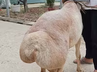 Beran, Aland sheep — foto 3