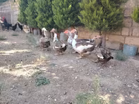 Ducks — photo 5