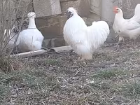 Chickens — foto 1