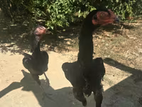 Chickens — foto 1