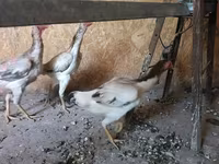 Chickens — foto 1