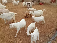 母山羊, Saanen goat — 照片 2
