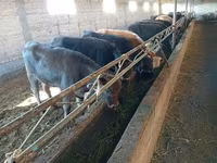 Krava, Swiss cattle — foto 7