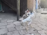 Gallinas Shamo — foto 5