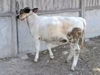Cow, Belgian Blue — photo 3