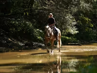 At, Quarter Horse — foto 2