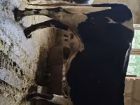 Cow, Russian Black pied cattle — photo 5
