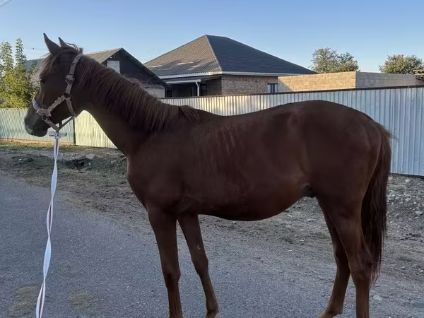 Kůň, Arabian horse