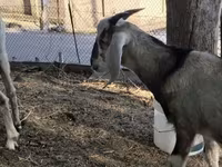 Goat, Nubian Goat — photo 5