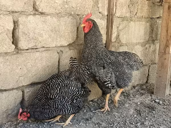 Slovenian Barred Hen