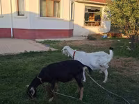 Dişi keçi, Saanen goat — foto 3