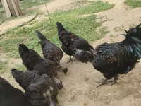 Chickens — photo 6