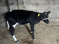 Qoramol (partiya, jinsi ko‘rsatilmagan), Russian Black pied cattle — 4-rasm