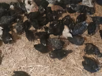 Australorp — Foto 2