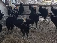 Chickens — الصورة 3