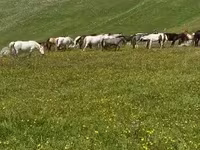 Madyan, Atlar — foto 3