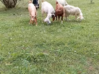 Dişi keçi, Keçilər — foto 5
