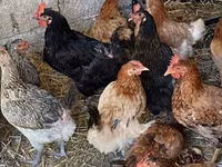Chickens — photo 2
