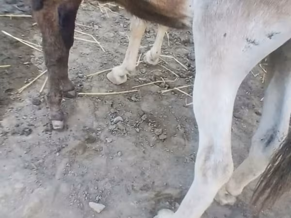 Atlar (partiya, cinsi göstərilməyib), Atlar