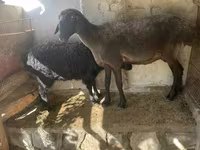 نعجة, الأغنام — الصورة 1
