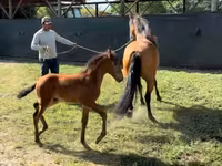 Kobyła, Paso Fino — zdjęcie 2