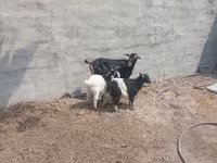 Goat, Goats — photo 1