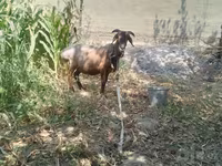 Qoç, Qoyunlar — foto 1
