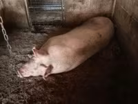 Säue, Schweine — Foto 1