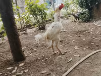 Chickens — photo 1