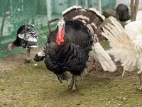 Geniş Sinəli Ağ — foto 5