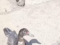 Ducks — फ़ोटो 2