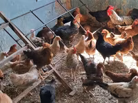 Chickens — photo 1