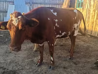 Vaca, Raza Auliékol — foto 1