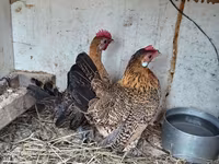 Chickens — photo 2