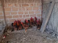 Chickens — Foto 2
