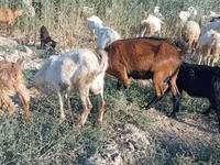 Dişi keçi, Keçilər — foto 5