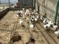 Chickens — foto 1