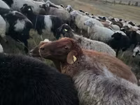 मेढ़ा, Blackheaded Persian sheep — फ़ोटो 2