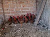 Chickens — Foto 4