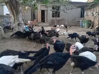अमेरिकन बफ — फ़ोटो 8