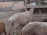 Sheep, Sheep — photo 8