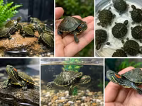 Məhsul: Qırmızıqulaq su tısbağası balaları (Trachemys scripta elegans) — foto 2