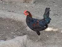 Chickens — Foto 6
